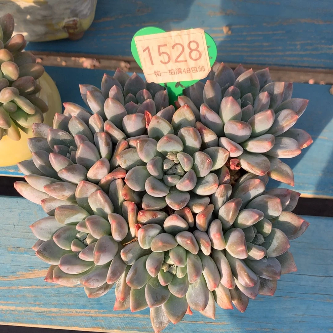 宽叶奶糖无砍捧花1528