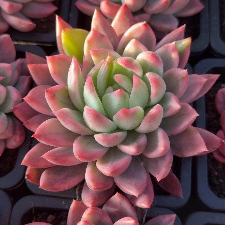 乌***尔一刻珍妮锦腹轮锦