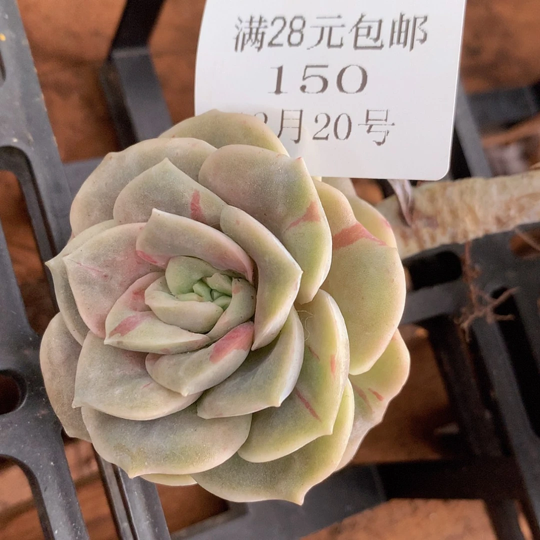 【闪购商品】云150号可爱玫瑰锦