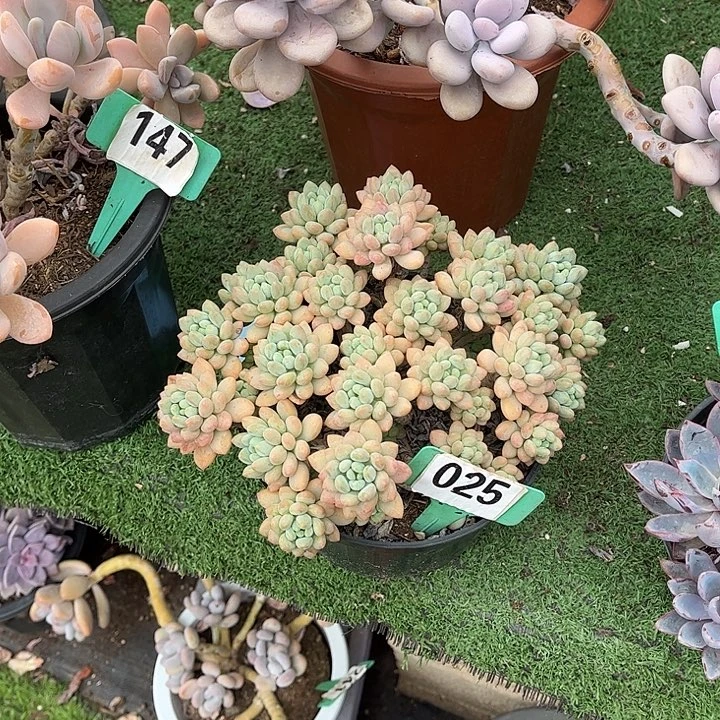 九**柏洛可可多肉植物025