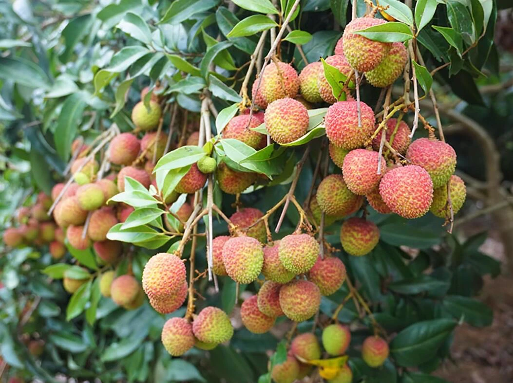 广西灵山新鲜妃子笑荔枝三十年老树头茬果清甜多汁