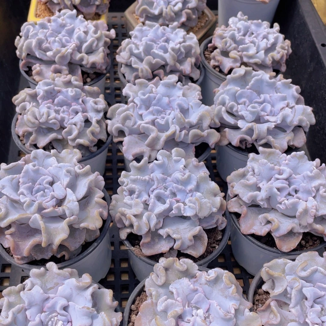 量拍50号 芭蕾舞者白饺子皮大单头一个