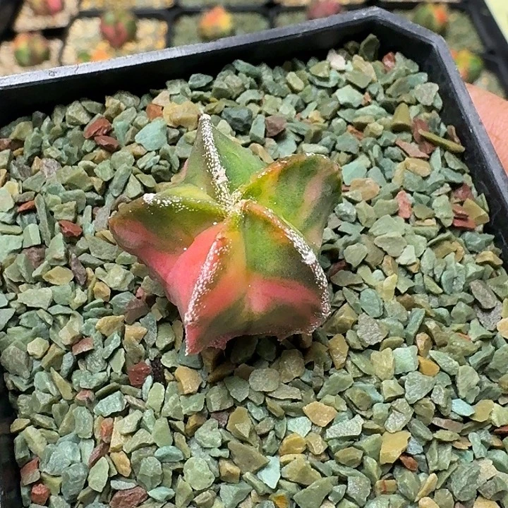 五角鸾风玉锦多肉植物