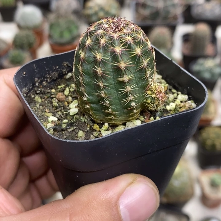 红刺青花虾特价福利