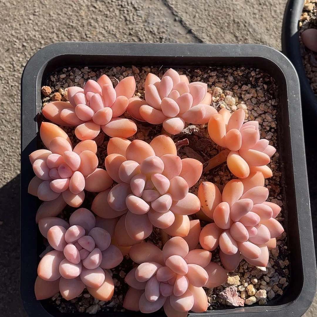 香水捧花一物一拍