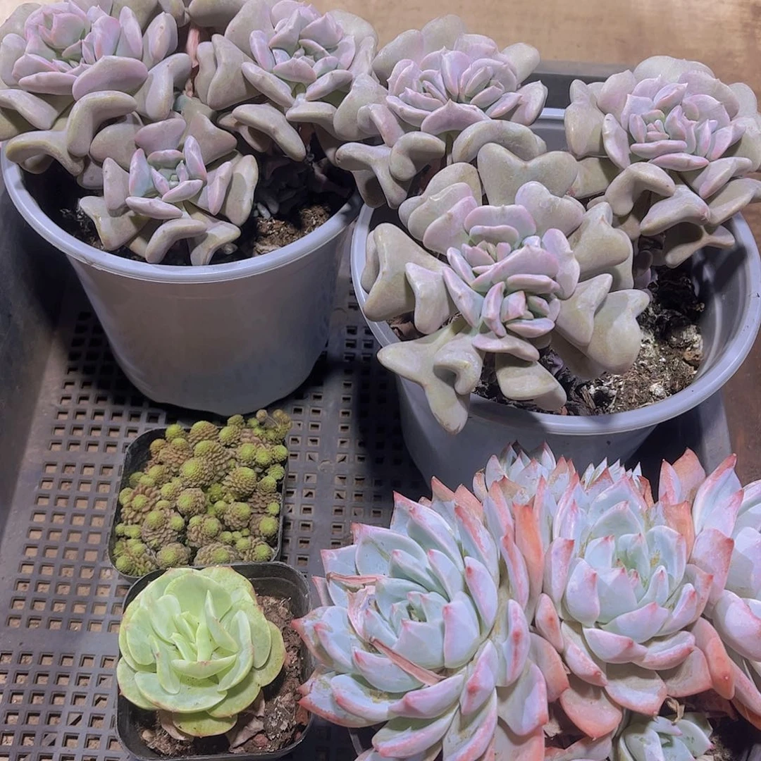 多肉256多肉植物