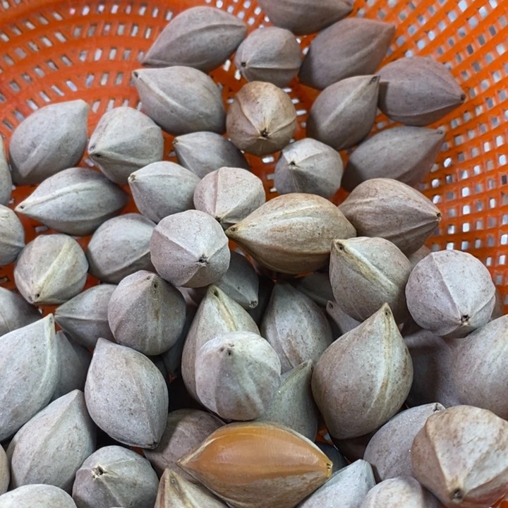 吊坠橄榄核小*芽