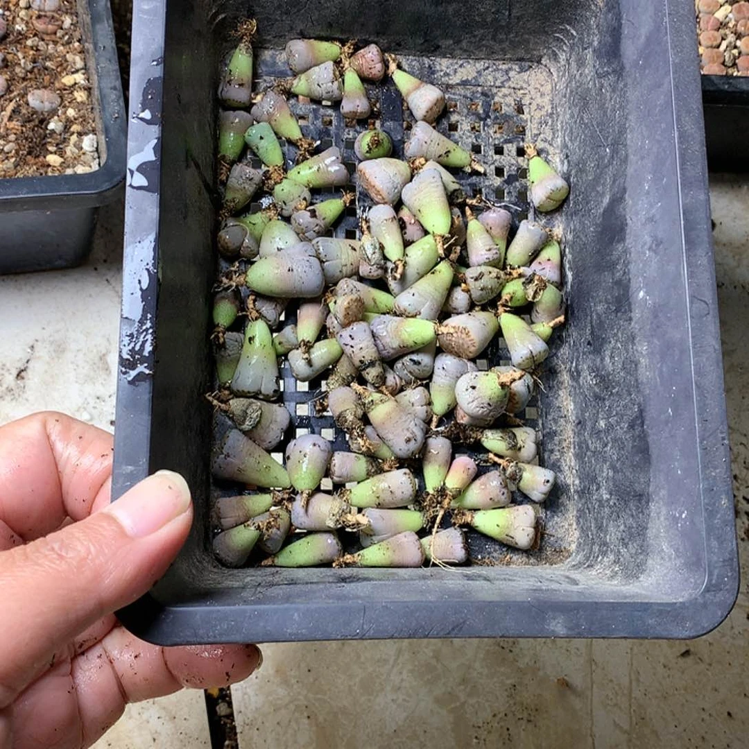 当****空A263多肉植物保护
