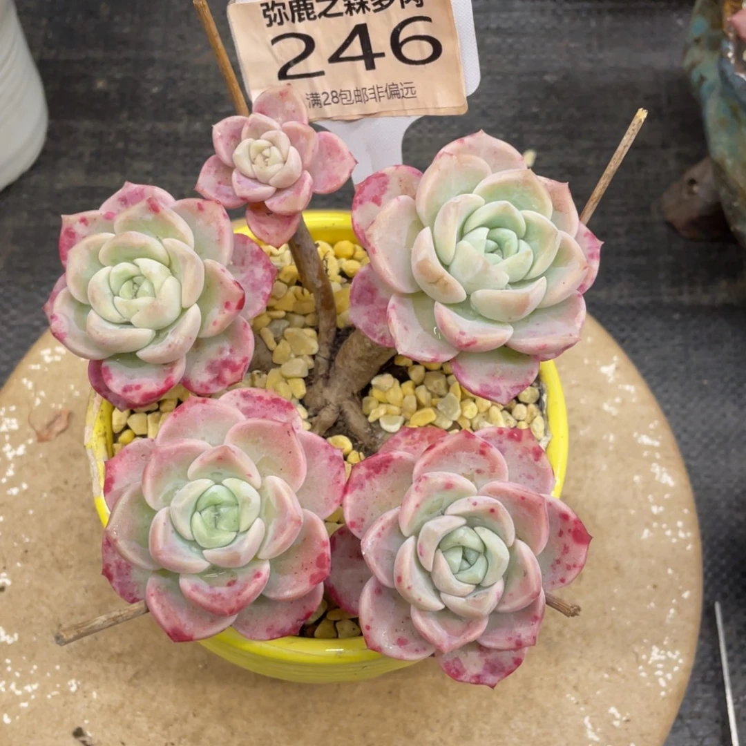 弥鹿之森一物一拍