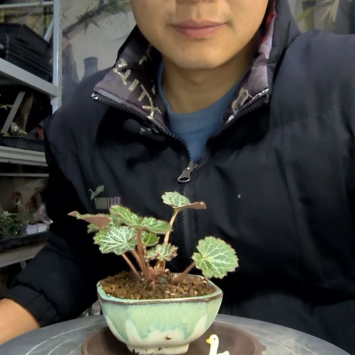 子****中青园艺一物一拍花70