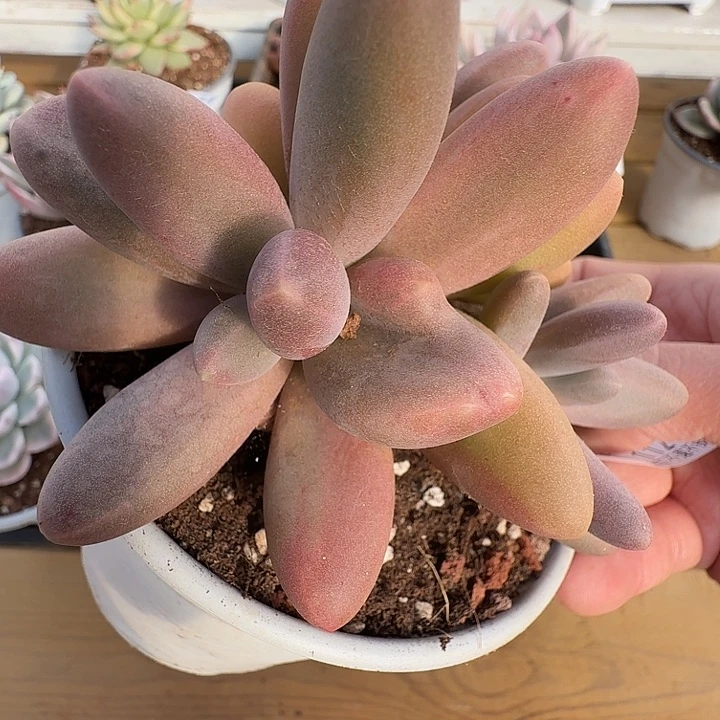 日光灯1111125-112