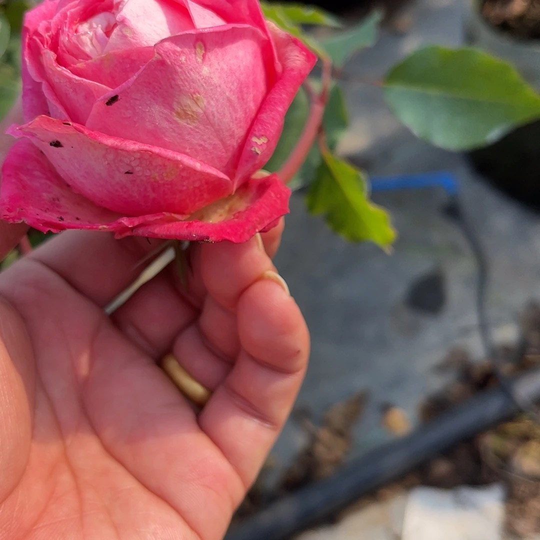 无花朵————假朋友 福利款