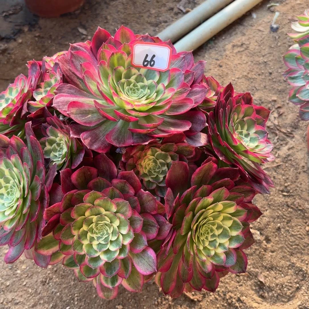 A****866千玺多肉植物。