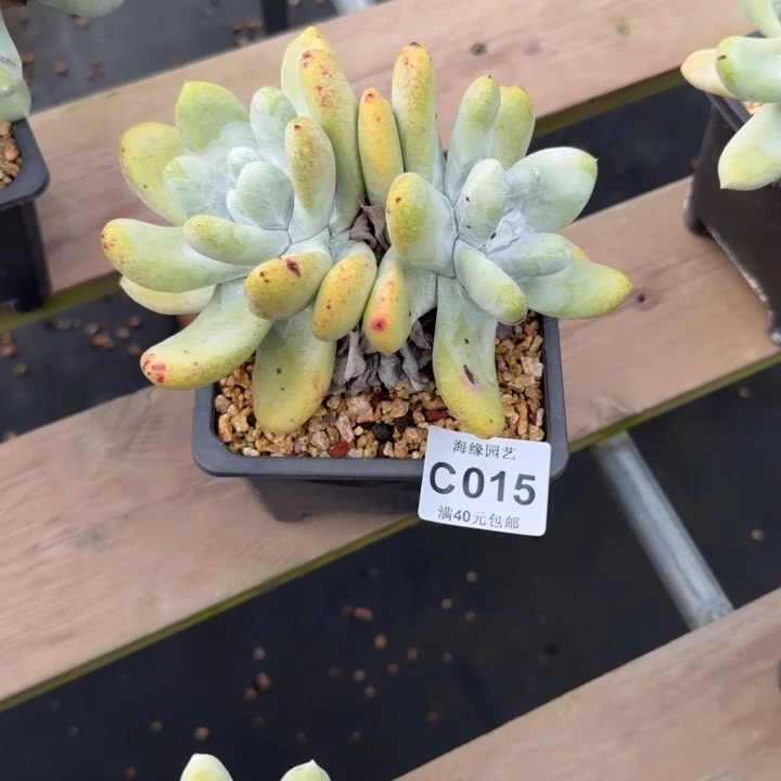 拇指仙女杯多肉植物