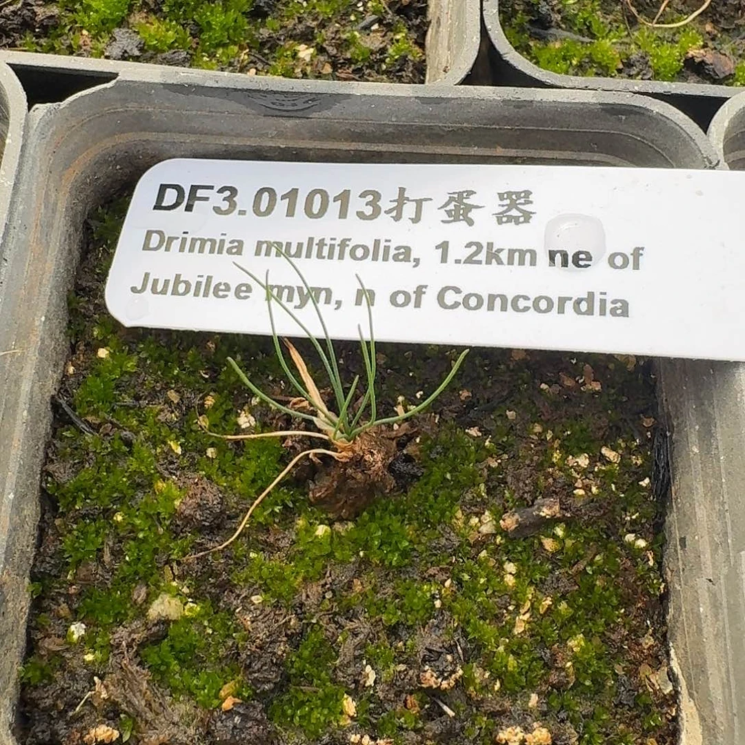 打蛋器弹簧草带盆一个