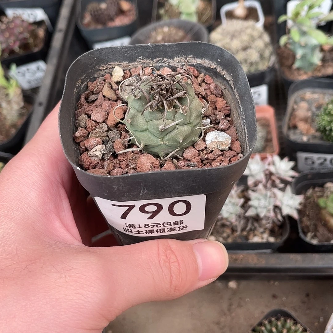 790升文龙（满18包邮）