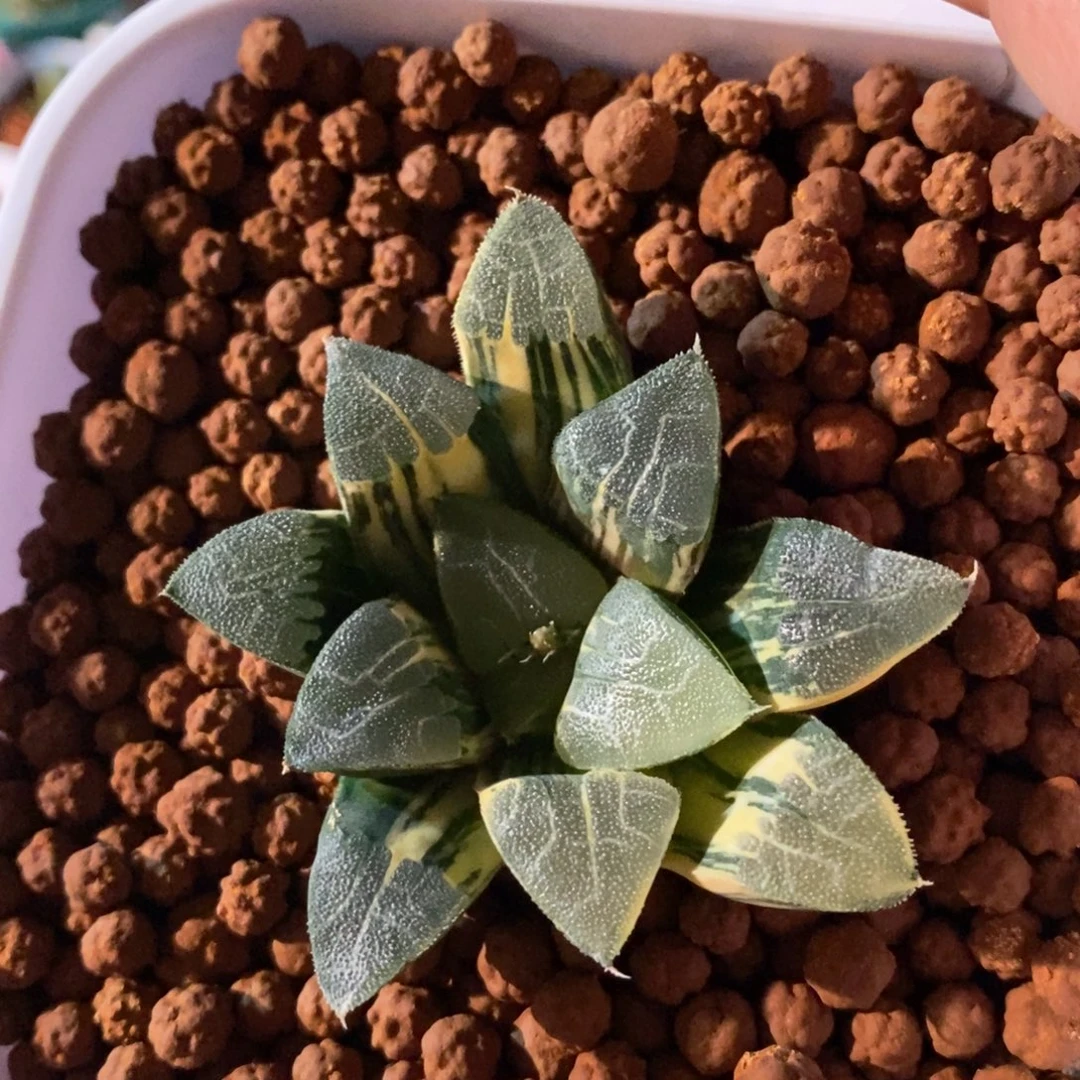 一颗实生克锦 新年福利