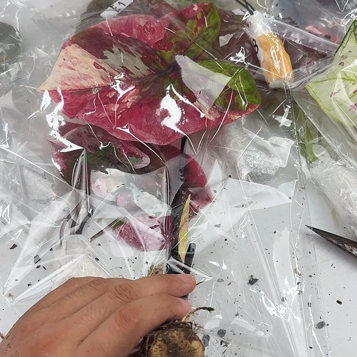 不开花植物红魔变异