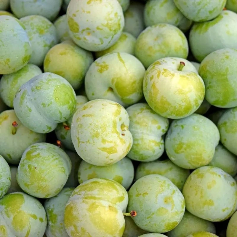 正宗四川脱骨青脆李新鲜应季水果脆甜多汁核小肉厚孕妇水果