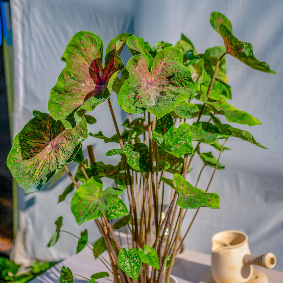 玛菲特 彩叶芋网红绿植室内盆栽观叶植物