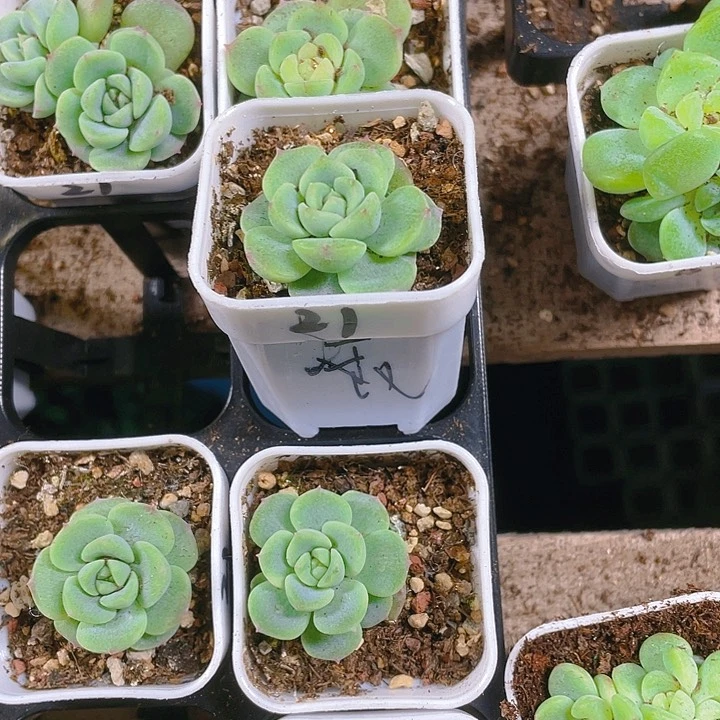 花*猫21 号甜心盆一个满25包邮