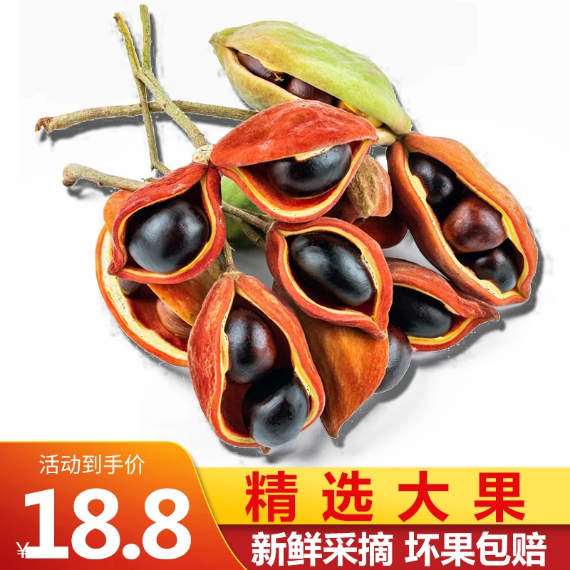 2025凤眼果新鲜萍婆果九层皮富贵子六旺子净大果当季奇珍异怪水果