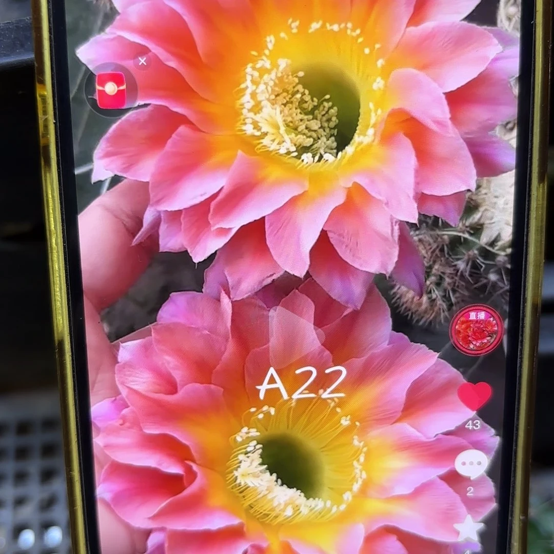 A22彩侧牙20包邮仙人球25