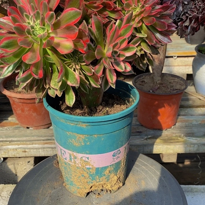 陈*粉女巫多肉缀化1颗