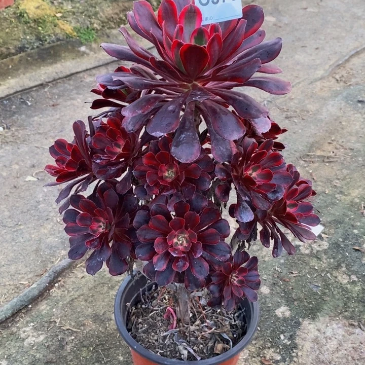 丽娜多肉植物373