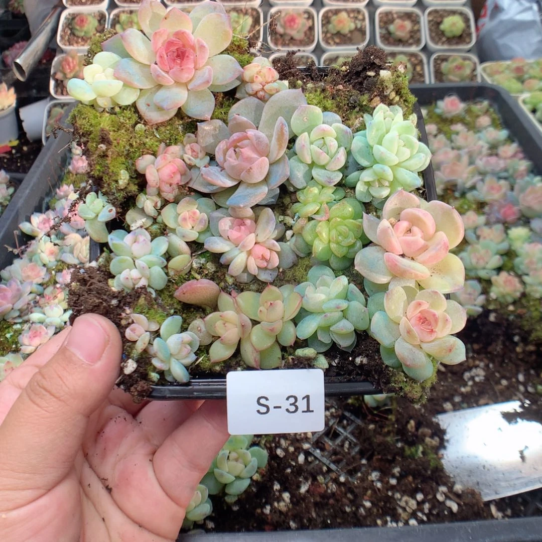 无花朵S31英语英语