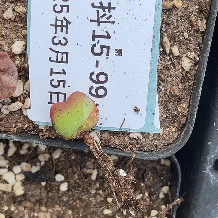 ?***吖15-99肉锥多肉植物