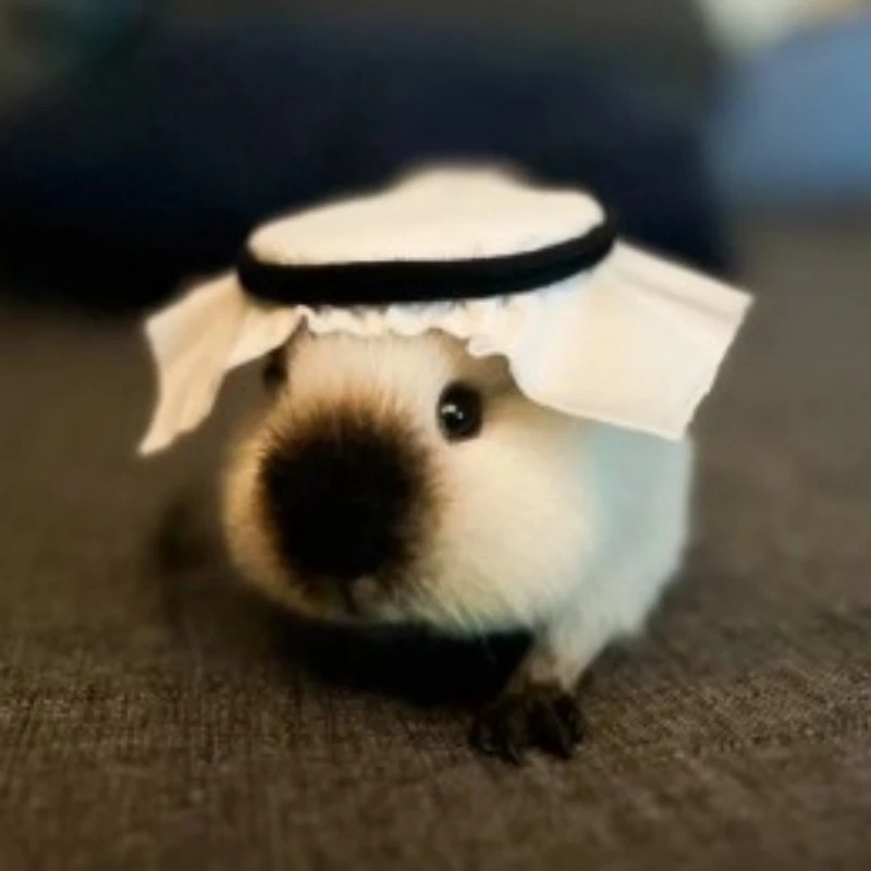 荷兰猪活物豚鼠仓鼠小宠物天竺鼠巨型肉豚荷兰兔疫苗已打自家繁殖