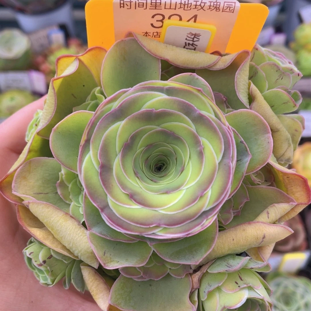 粉红舞鞋多肉新年福利394