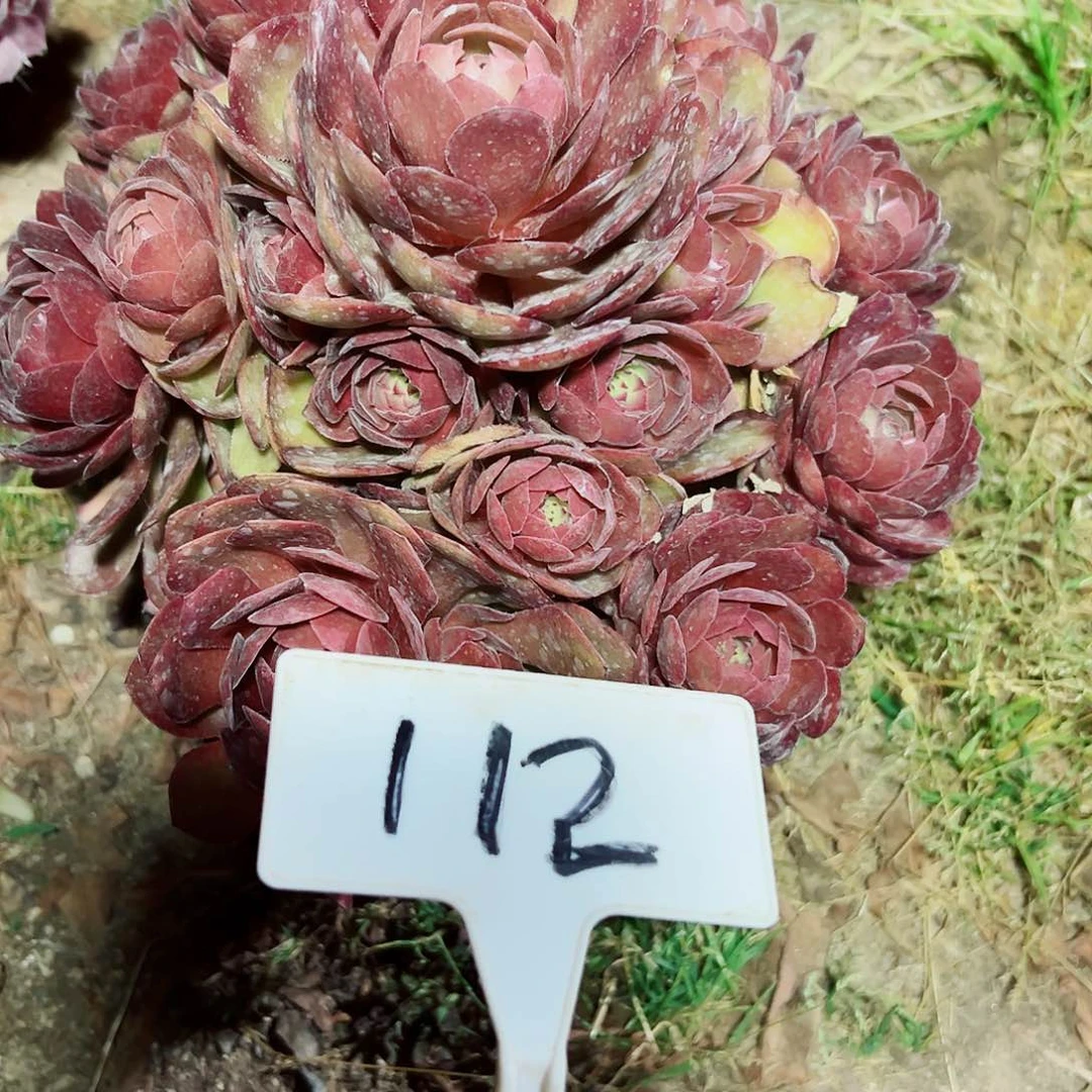 多肉植物红魔法师