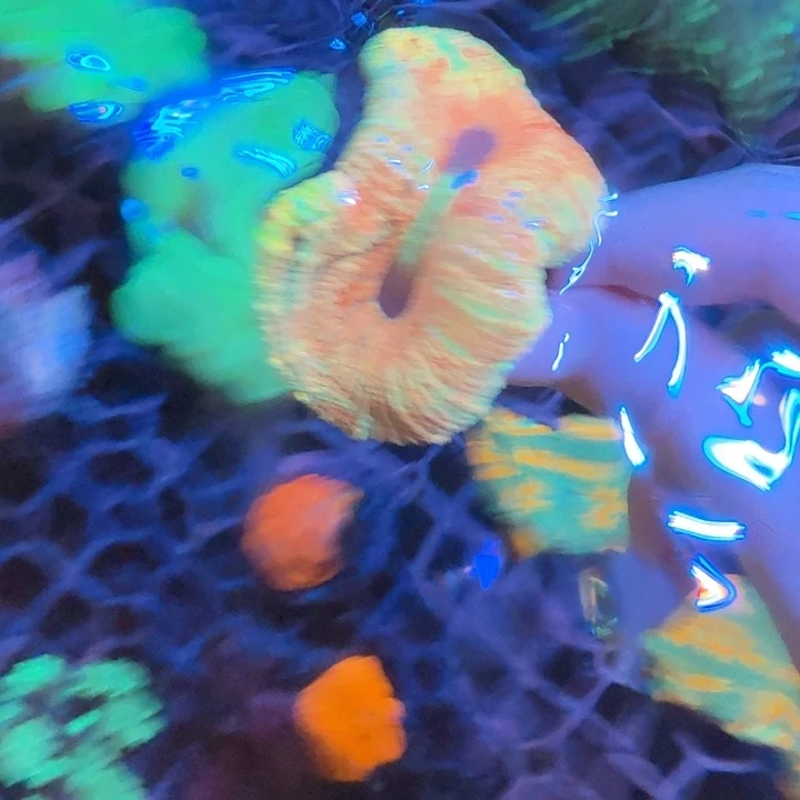 海水鱼八字脑海水鱼养定