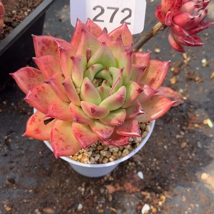 清**雨272 00088855555