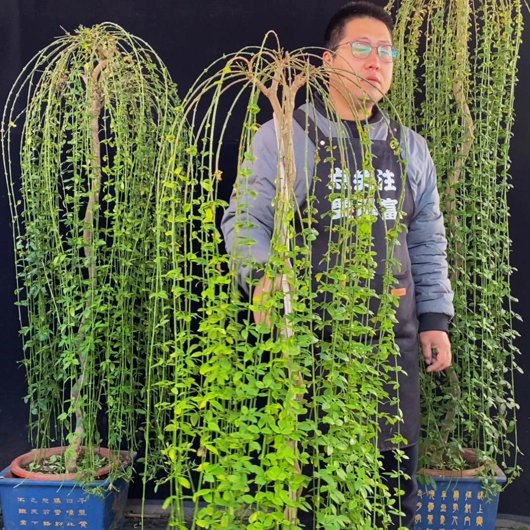 三台迎春花，一物一拍，落叶