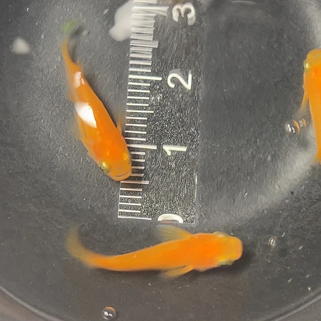 海水红帝短体一组29