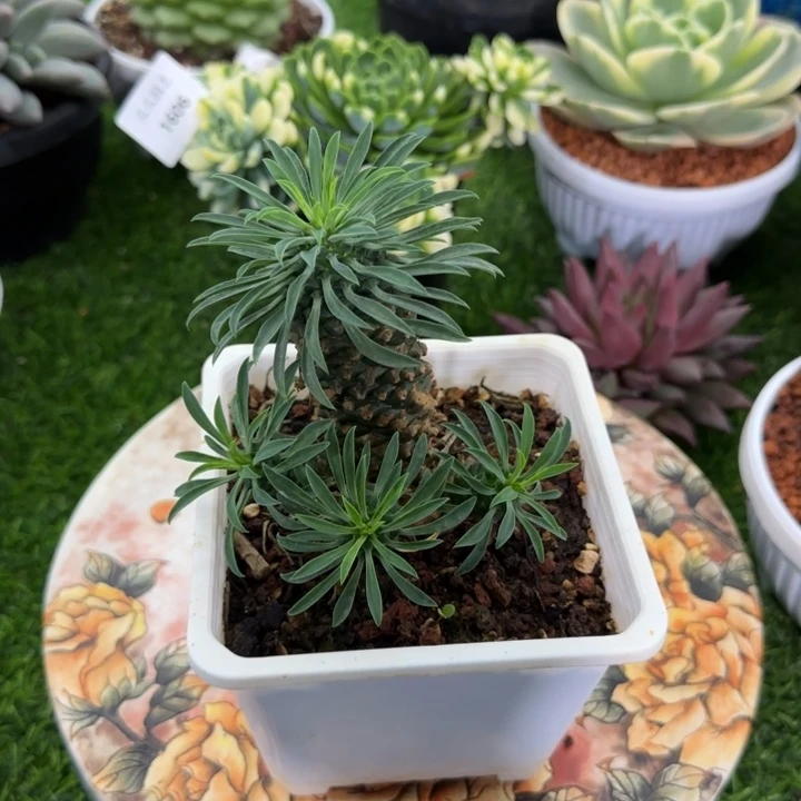 大菠萝真好看真的好好考