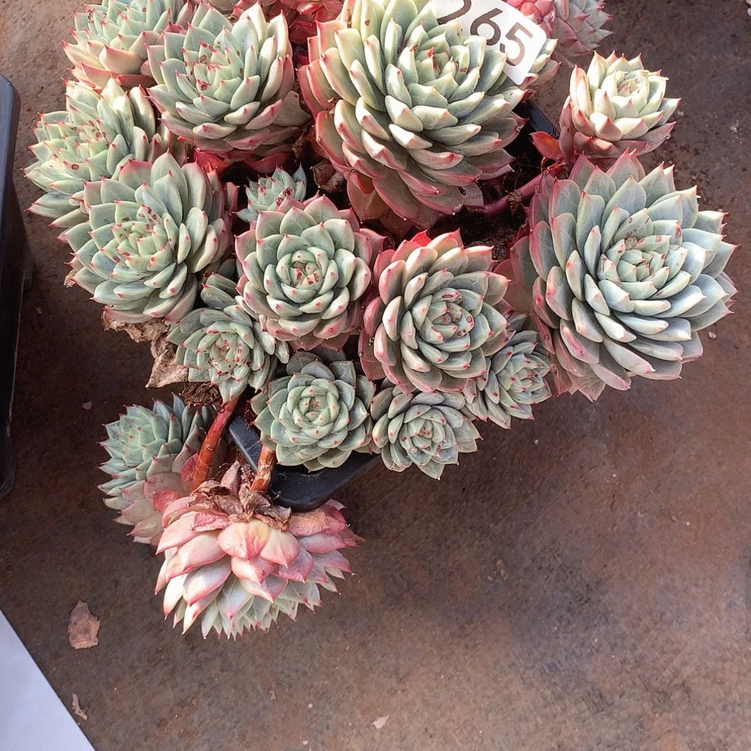 265 一物一拍多肉