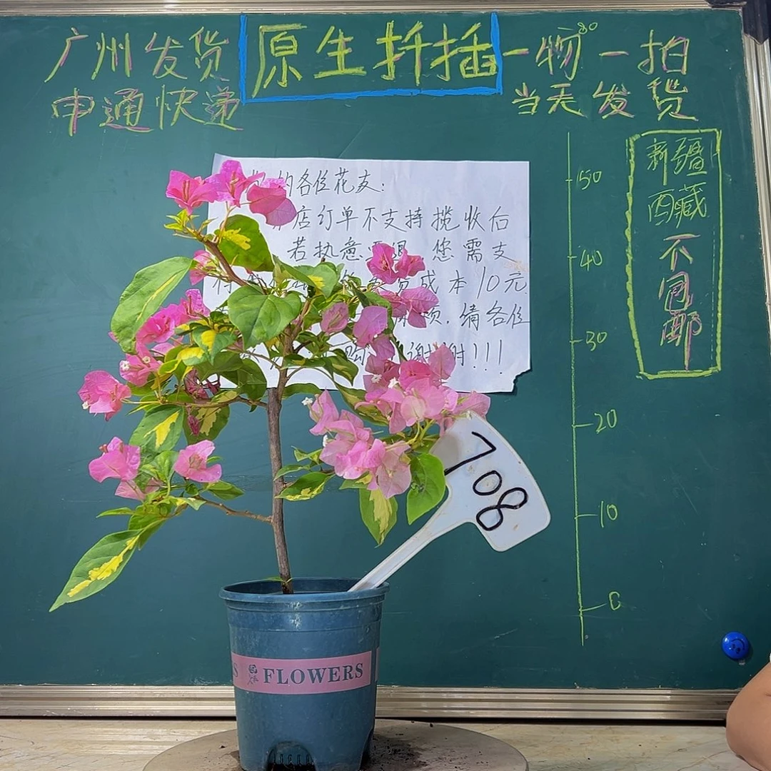 当前无花栽培后可以开花 福利 金心橙白  708