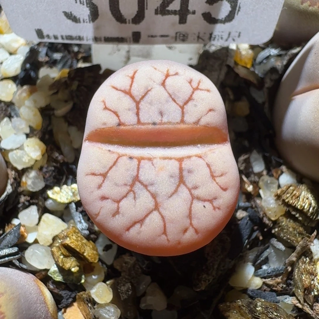 Sss便宜清了便宜3045