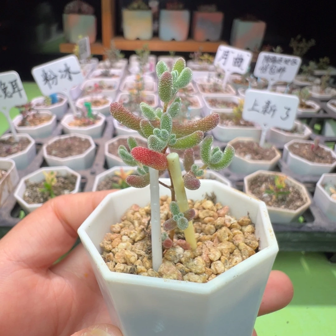 1637实生粉冰晶，一年多，拍下不退不换