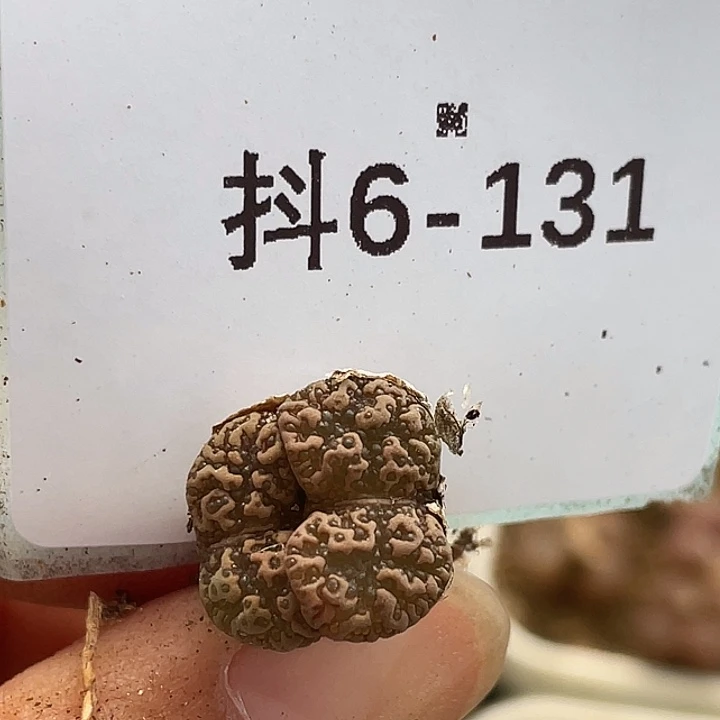 6-131泡泡勋章多肉植物