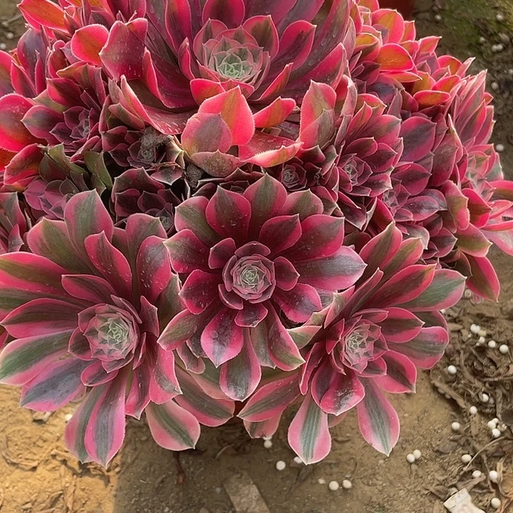 无花朵309女妖对肉植物