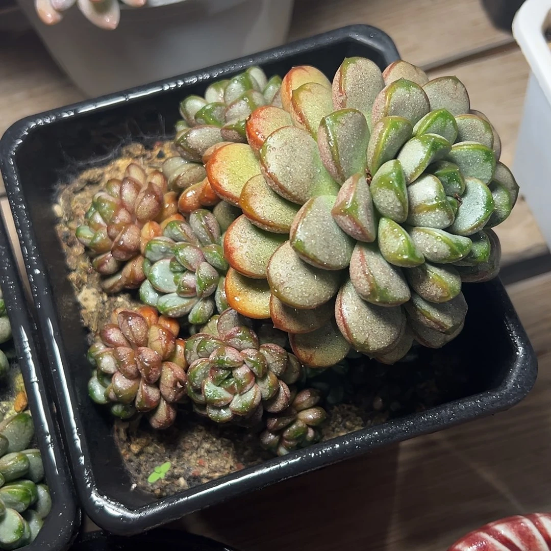 8-16-63精控葡萄群