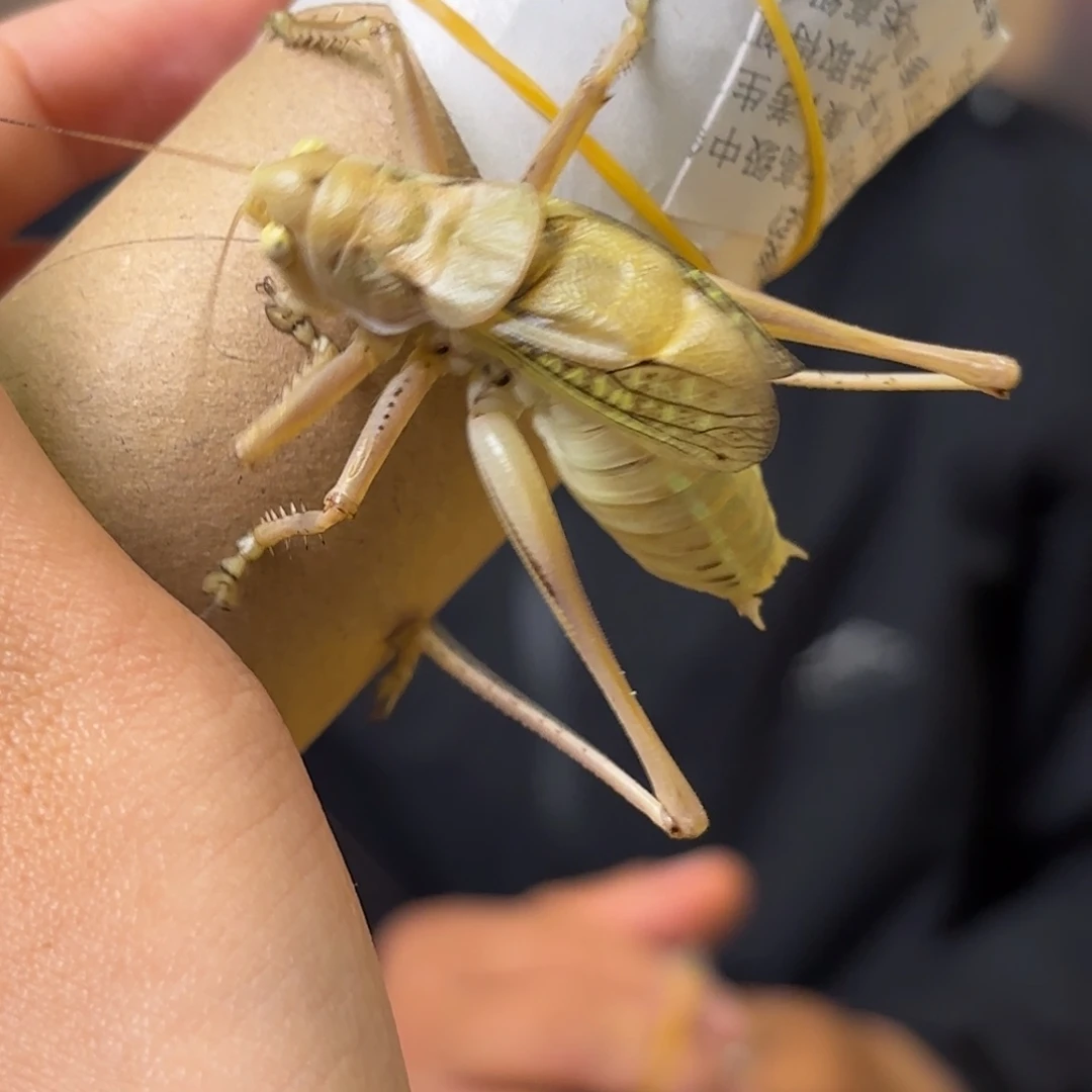 *****蝈蝈蝈蝈福福价格