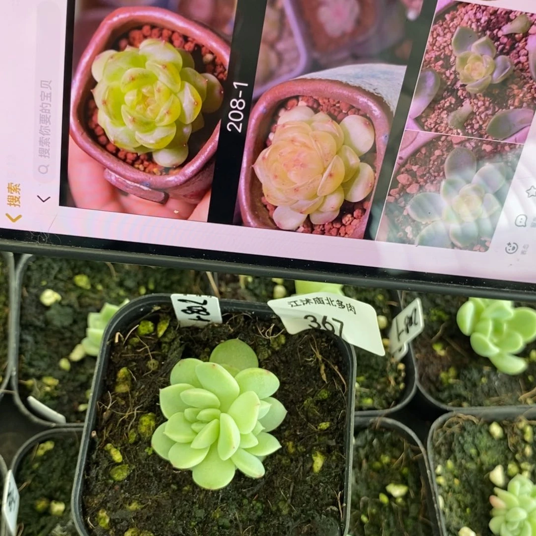标签367甜心208-1一个多肉