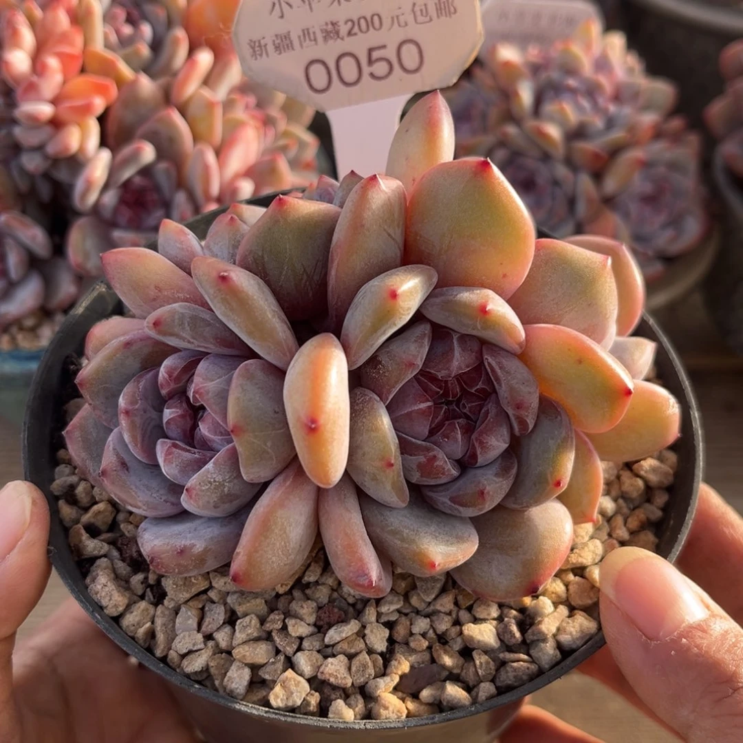 绿底紫心050/11cm4头