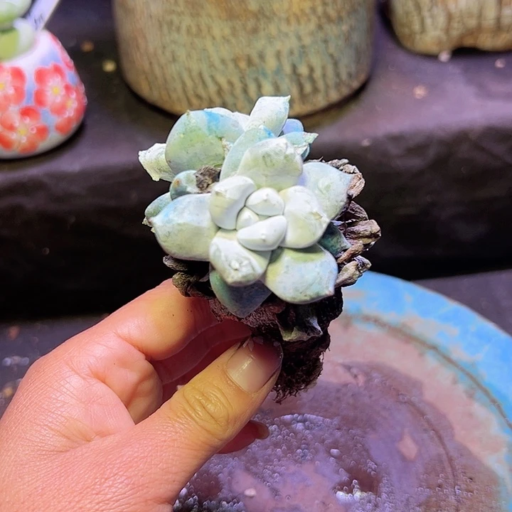 小鹿多肉福利多多拇指